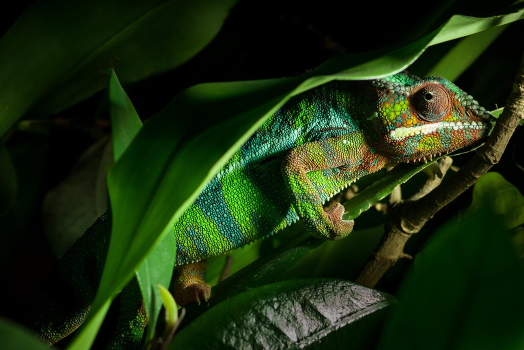 chameleon, reptile, pet, coloured, colours