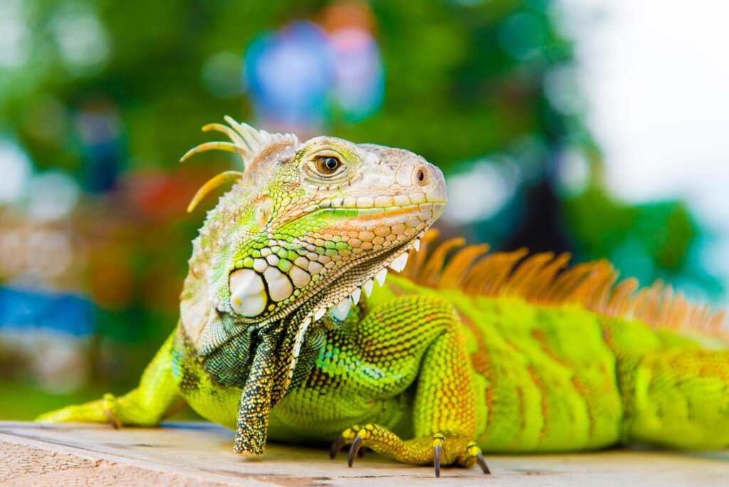 chameleon, reptile, pet, coloured, colours