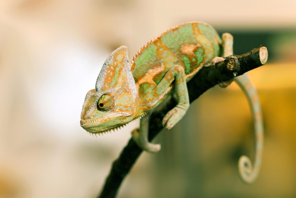 chameleon, reptile, pet, coloured, colours