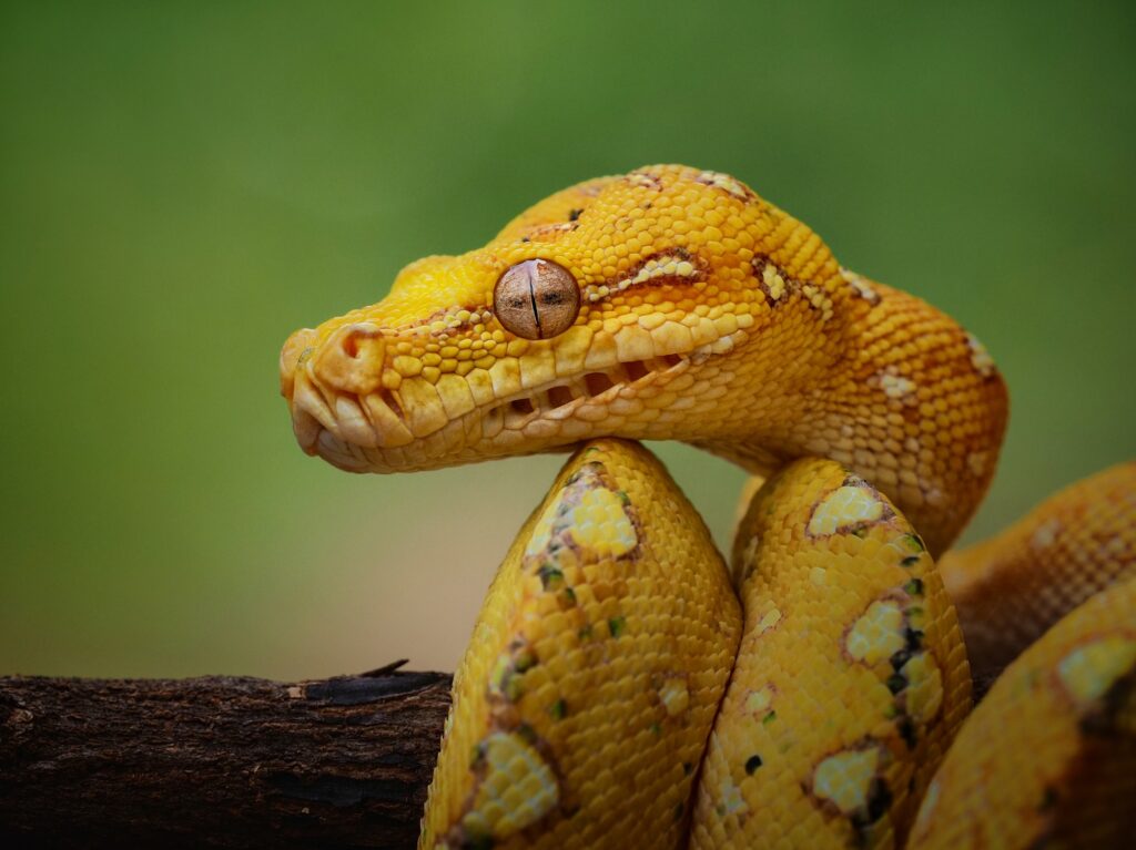 gtp