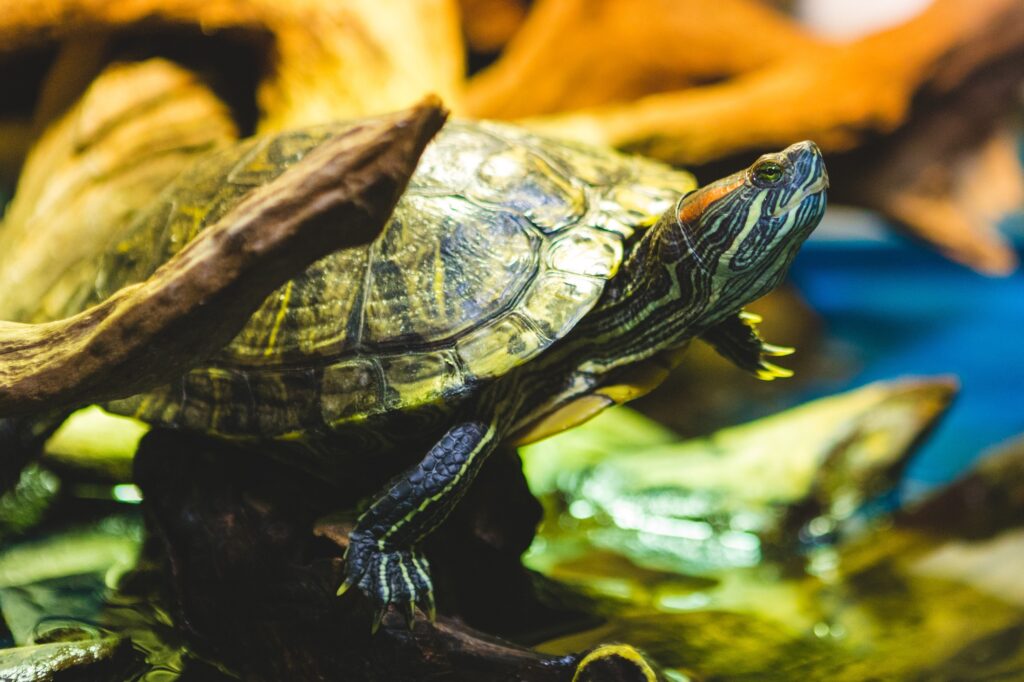 Red-Eared Slider