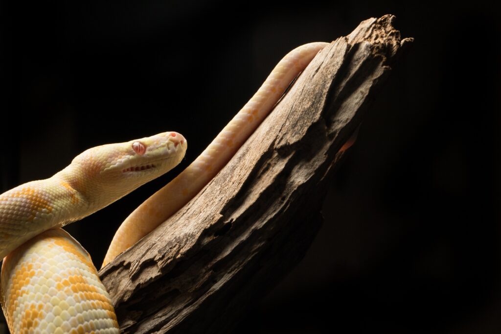 Snake