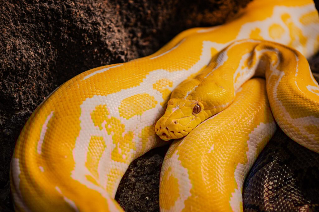 Yellow python in Croco Park in Agadir, Morocco. Wild animal. Dangerous reptile. Wildlife in Africa