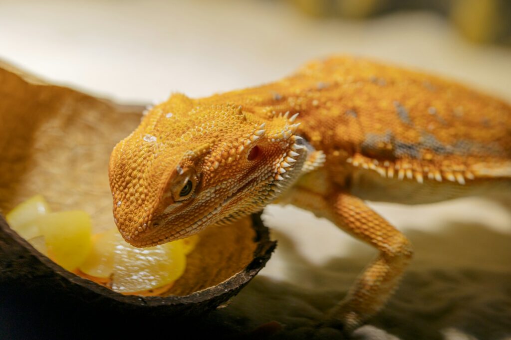 Red bearded Agama iguana eating fresh fruits and carrots in terrarium. Pogona is genus of reptiles