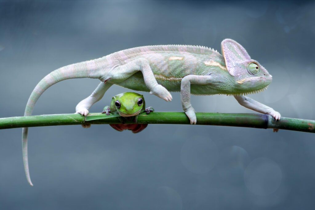 chameleon, reptile, pet, coloured, colours